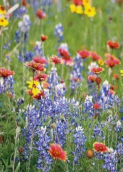 OUT OF STOCK  All Native Texas/Oklahoma Wildflower Mix - 3352