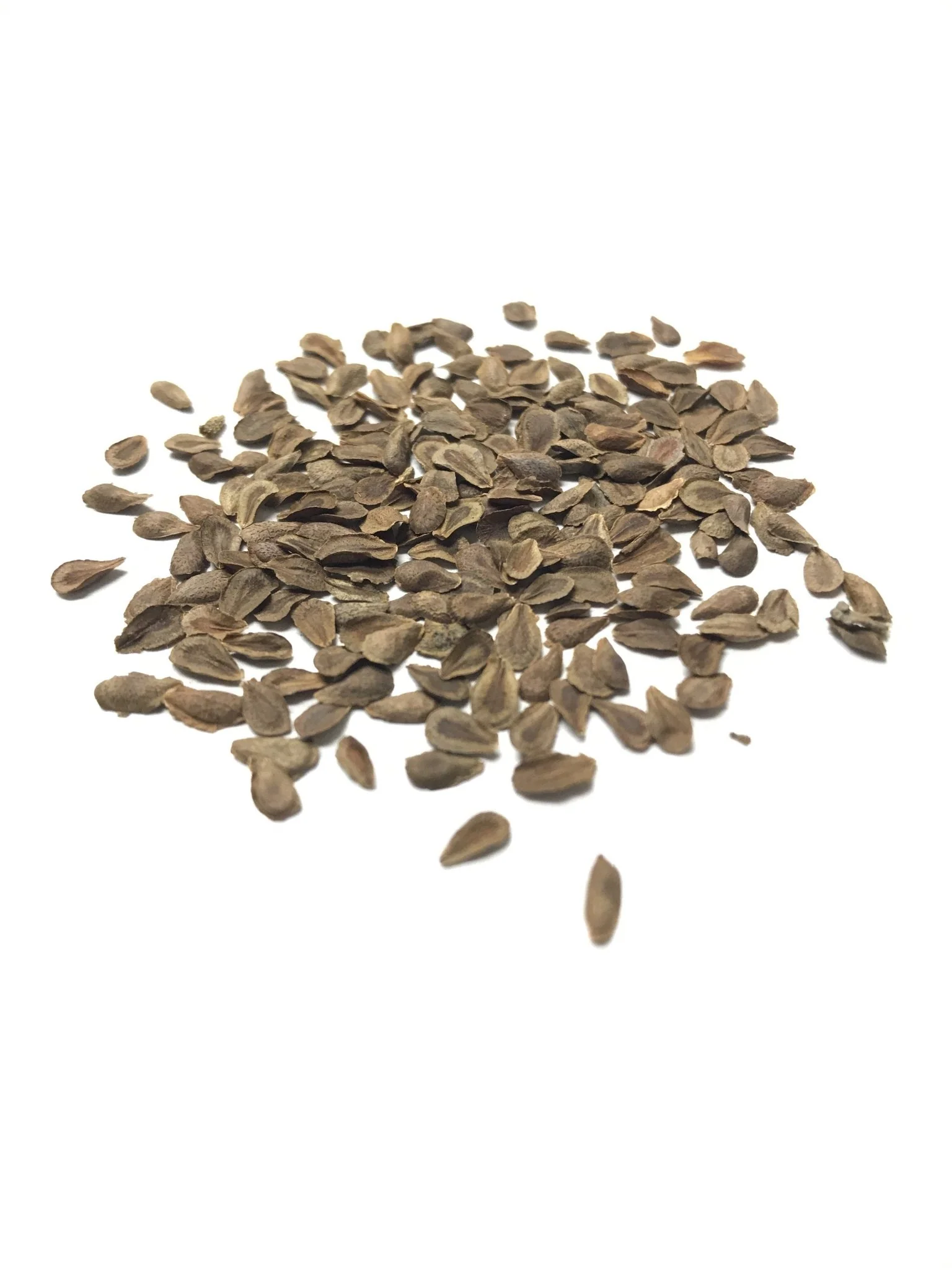 Butterfly Milkweed - 3314 - Image 3
