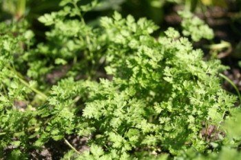 Chervil - 3506
