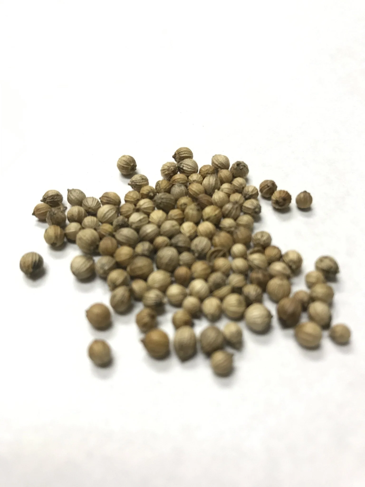 Cilantro/Coriander - 3508 - Image 2