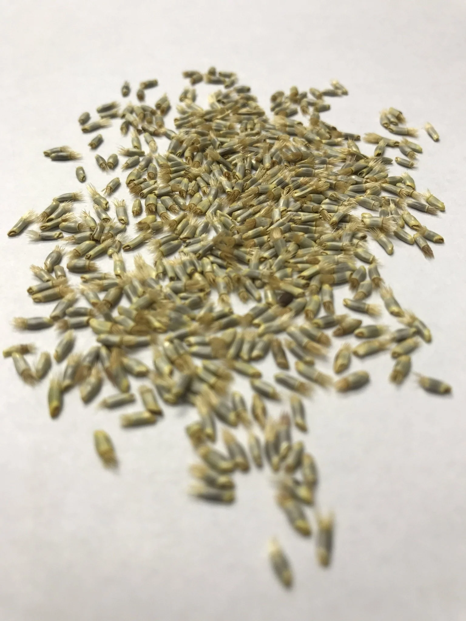 Cornflower/Bachelor's Button - 3203 - Image 3