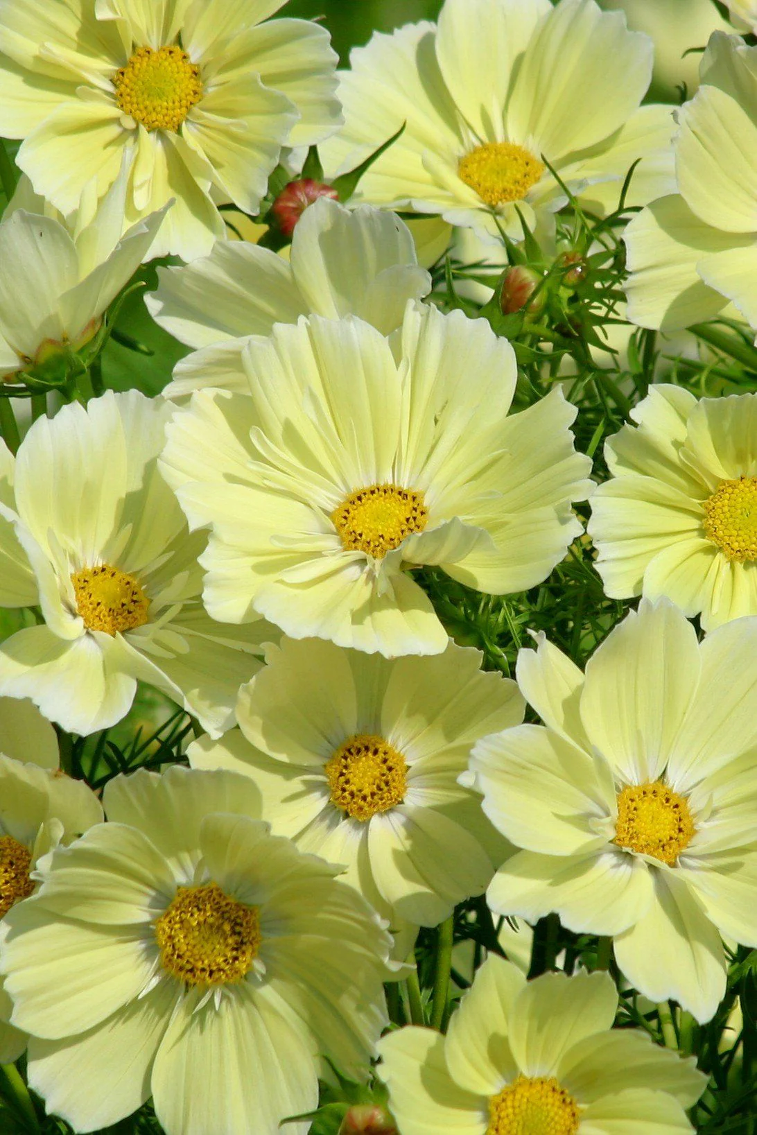 Xanthos Cosmos - 3281