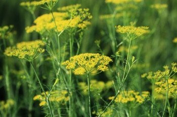 Dill - 3509