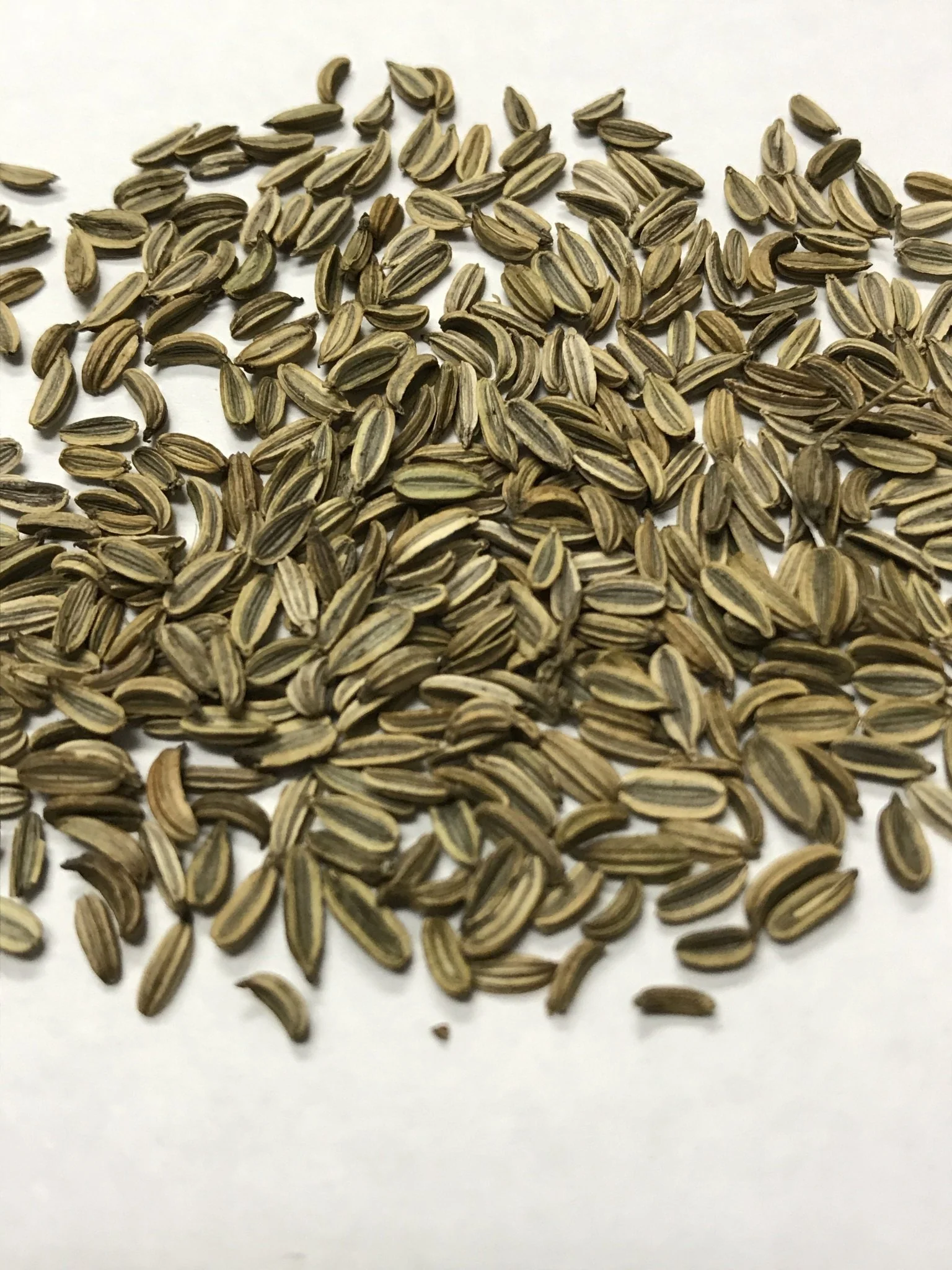 Fennel - 3510 - Image 2