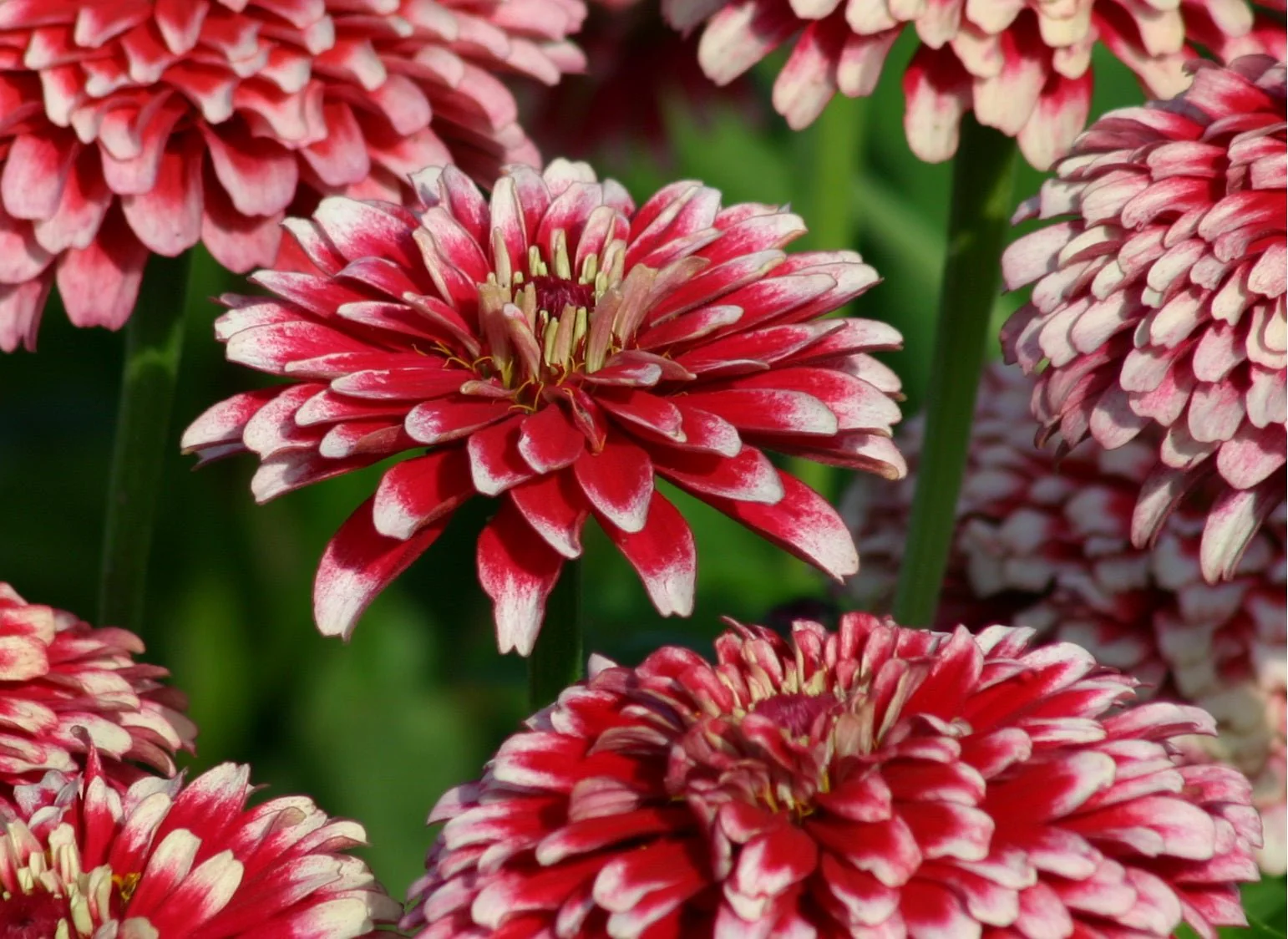 Zinnia Seeds
