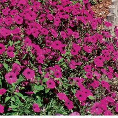 Laura Bush Petunia - 8882