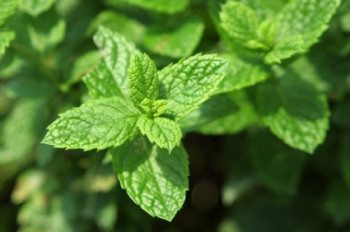 Mint - 3512
