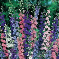 Rocket Larkspur - 3215