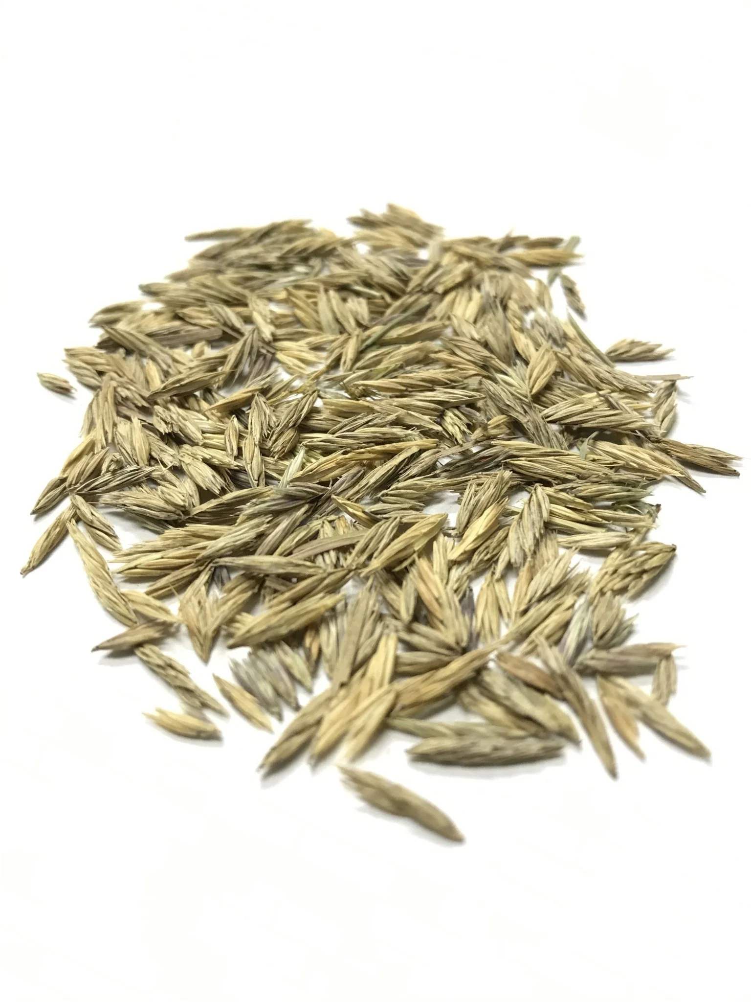 Sideoats Grama - 3808 - Price is per Pound - Image 2