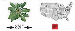 Tickseed/Lance-leaved Coreopsis - 3210 - Image 2
